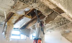 Why You Should Choose Our Mold Remediation Services in Little Round Lake, WI